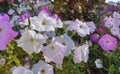 White and lilac petunia grows and blooms in the garden. beautiful flower bed in the park. gardening, plant, summer Royalty Free Stock Photo