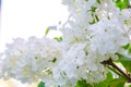 White Lilac shrub flower blooming in spring garden. Lilac Syringa vulgaris bush Royalty Free Stock Photo