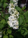 White Lilac shrub flowers blooming in spring garden. Common lilac Syringa vulgaris bush Royalty Free Stock Photo