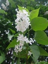 White Lilac shrub flowers blooming in spring garden. Common lilac Syringa vulgaris bush Royalty Free Stock Photo