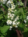 White Lilac shrub flowers blooming in spring garden. Common lilac Syringa vulgaris bush Royalty Free Stock Photo