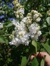 White Lilac shrub flowers blooming in spring garden. Common lilac Syringa vulgaris bush Royalty Free Stock Photo