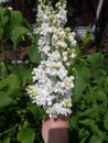 White Lilac shrub flowers blooming in spring garden. Common lilac Syringa vulgaris bush Royalty Free Stock Photo