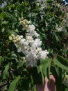 White Lilac shrub flowers blooming in spring garden. Common lilac Syringa vulgaris bush Royalty Free Stock Photo