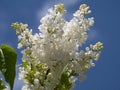 White Lilac shrub flowers blooming in spring garden. Common lilac Syringa vulgaris bush. Close-up with soft focus of a Royalty Free Stock Photo