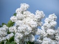 White Lilac shrub flowers blooming in spring garden. Common lilac Syringa vulgaris bush. Close-up with soft focus of a Royalty Free Stock Photo