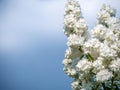 White Lilac shrub flowers blooming in spring garden. Common lilac Syringa vulgaris bush. Close-up with soft focus of a Royalty Free Stock Photo