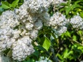 White Lilac shrub flowers blooming in spring garden. Common lilac Syringa vulgaris bush. Close-up with soft focus of a Royalty Free Stock Photo