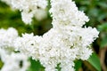 white lilac in spring