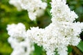 white lilac in spring