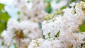 White lilac. Spring blooming flowers of White lilac on lilac bushes. Natural White Flower against blue sky background outside. Royalty Free Stock Photo