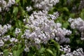 white lilac syringa flowers on soft backrgound