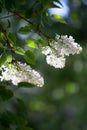 White lilac tree Royalty Free Stock Photo