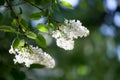 White lilac tree Royalty Free Stock Photo