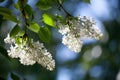 White lilac tree Royalty Free Stock Photo
