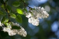 White lilac tree Royalty Free Stock Photo