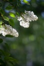 White lilac tree Royalty Free Stock Photo