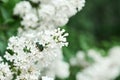 White Lilac tree and green may bug on it. Close up Royalty Free Stock Photo