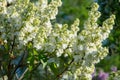 White lilac variety Monique Lemoine flowering in a garden.