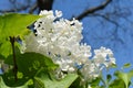 White Lilacs, Blue Sky Royalty Free Stock Photo