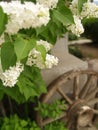 White lilacs in southwestern garden