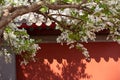 White Lilacs in spring, traditional Chinese architectural style red walls