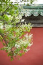 White lilacs in spring, traditional Chinese architectural style red walls