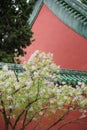 White lilacs in spring, traditional Chinese architectural style red walls
