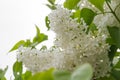 White lilacs