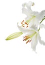 White lilies