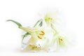 White lilies