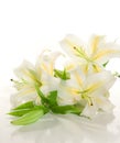 white lilies ' bunch Royalty Free Stock Photo