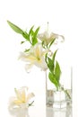 White lilies ' bunch Royalty Free Stock Photo