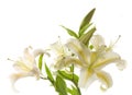 White lilies ' bunch Royalty Free Stock Photo