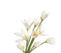 White lilies ' bunch Royalty Free Stock Photo