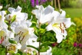 White lilies in a country garden, close up Royalty Free Stock Photo