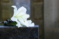 White lilies on granite tombstone in cemetery, space for text