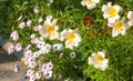 white lilies. a heraldic fleur-de-lis. flowers in the flowerbed.