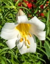 white lilies. a heraldic fleur-de-lis. flowers in the flowerbed.