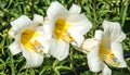 white lilies. a heraldic fleur-de-lis. flowers in the flowerbed.