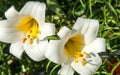 white lilies. a heraldic fleur-de-lis. flowers in the flowerbed.