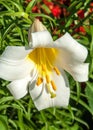 White lilies. a heraldic fleur-de-lis. flowers in the flowerbed.