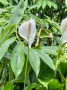 White lilies (ilium) with lush green background