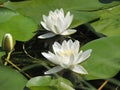 Blooming white water lilies on the lake in the botanical garden in Minsk.