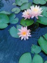 White Lilys in my pond Blooming. Royalty Free Stock Photo