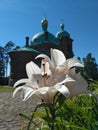 White Lilies next to the red church