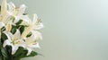 White Lilies on Pastel Background. Easter Serenity. Christian symbolism.