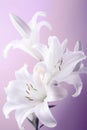 white lilies on pastel purple background close up Royalty Free Stock Photo