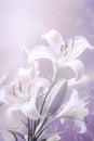 white lilies on pastel purple background close up Royalty Free Stock Photo