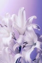 white lilies on pastel purple background close up Royalty Free Stock Photo